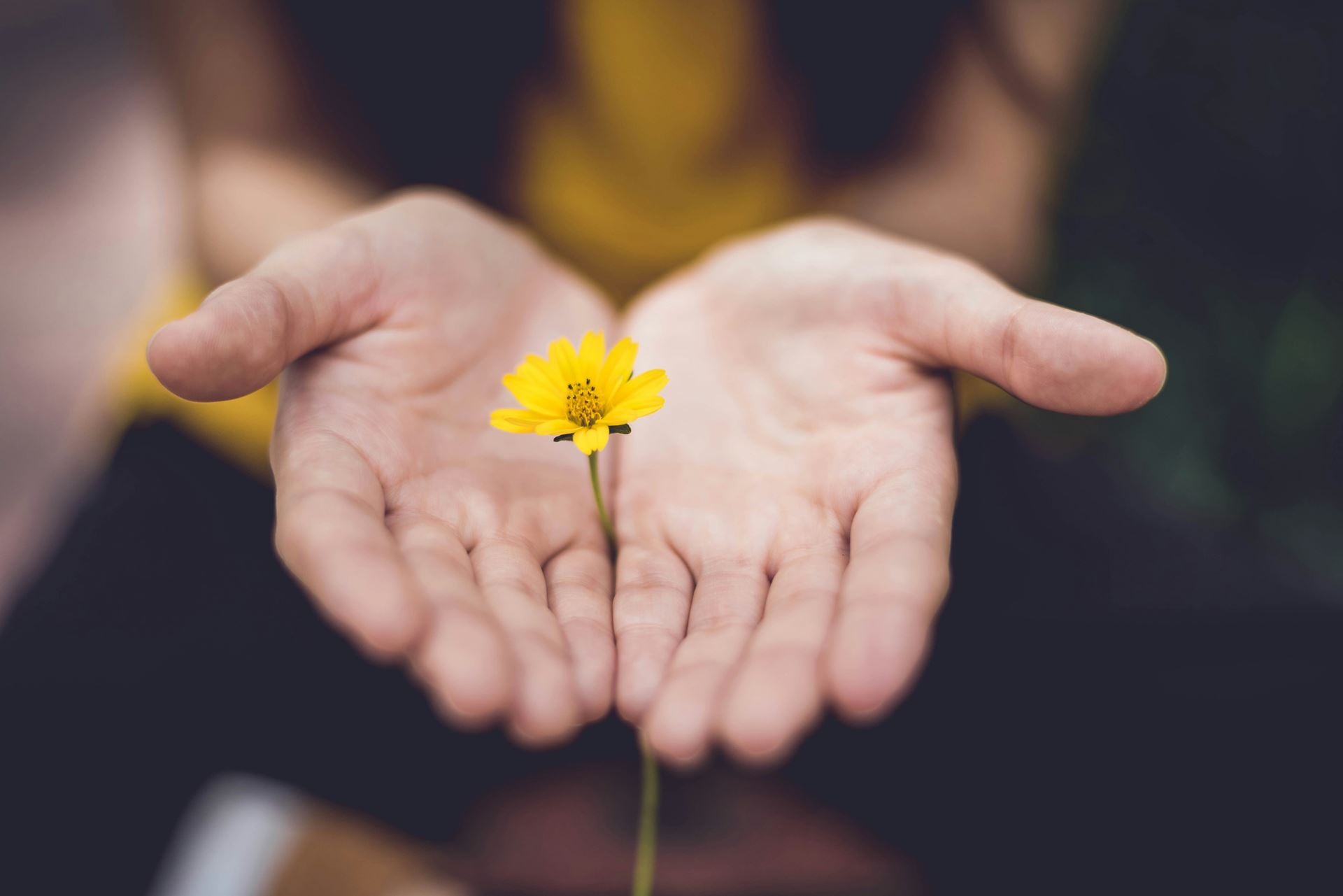 open hands with yellow flower in middle